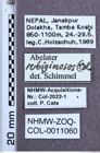 Etiketten zu Abelater rubiginosus (NHMW-ZOO-COL-0011060)